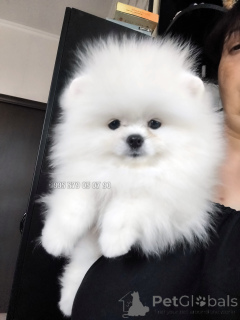 Photo №1. pomeranian - for sale in the city of Tbilisi | negotiated | Announcement № 146659