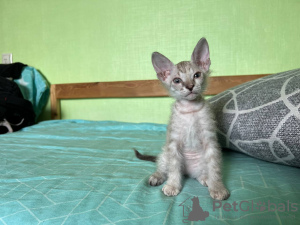 Additional photos: Don Sphynx kittens