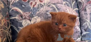 Photo №1. british shorthair - for sale in the city of Serig | 599$ | Announcement № 175998