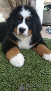 Photo №2 to announcement № 19740 for the sale of bernese mountain dog - buy in Russian Federation private announcement