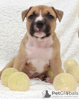 Photo №4. I will sell american staffordshire terrier in the city of Minsk. from nursery - price - 532$