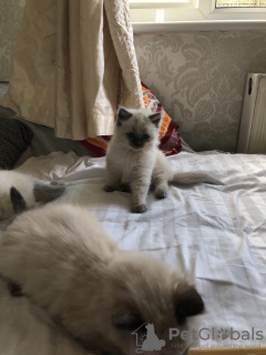 Photo №2 to announcement № 114602 for the sale of ragdoll - buy in Germany private announcement, breeder