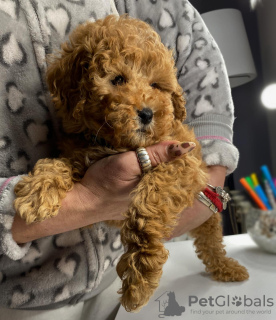 Photo №4. I will sell poodle (toy) in the city of Belgrade.  - price - negotiated