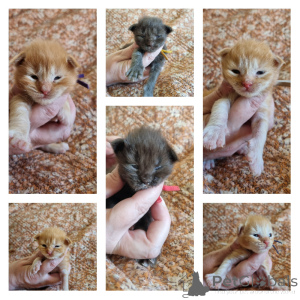 Photo №1. maine coon - for sale in the city of Brussels | Is free | Announcement № 172397