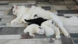 Photo №1. turkish angora - for sale in the city of Brussels | 723$ | Announcement № 161621