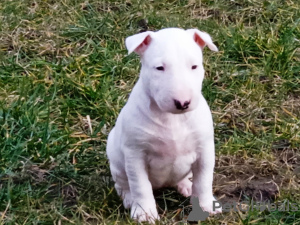 Additional photos: bull terrier puppies