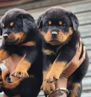 Photo №1. rottweiler - for sale in the city of Warsaw | 1125$ | Announcement № 167707