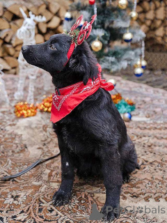 Photo №4. I will sell non-pedigree dogs in the city of Moskova. private announcement - price - Is free