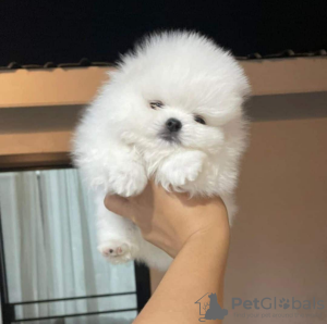 Photo №1. pomeranian - for sale in the city of Berlin | negotiated | Announcement № 109152