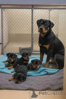 Photo №1. rottweiler - for sale in the city of Paris | 1032$ | Announcement № 166742