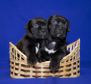 Additional photos: Corso puppies