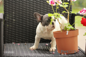 Photo №2 to announcement № 123099 for the sale of french bulldog - buy in Estonia 