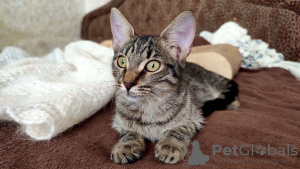 Photo №3. A brave tiger cub - kitten Oscar is looking for a home!. Russian Federation