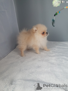 Photo №4. I will sell pomeranian in the city of Kaluga. breeder - price - 1479$