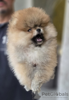 Photo №1. german spitz - for sale in the city of Krasnodar | 1562$ | Announcement № 124174