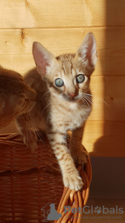 Photo №3. Healthy Savannah Kittens with for sale now. Germany