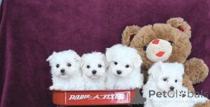 Photo №1. maltese dog - for sale in the city of Portimão | negotiated | Announcement № 164452