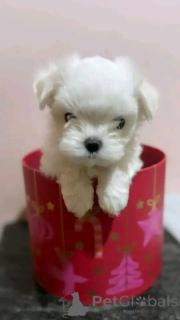 Photo №2 to announcement № 138871 for the sale of maltese dog - buy in Germany private announcement, breeder