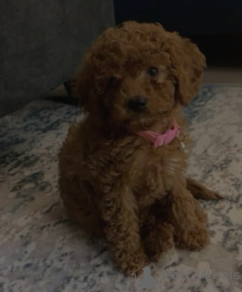 Photo №3. Toilet trained poodle toy. Netherlands