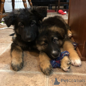 Photo №1. german shepherd - for sale in the city of Benfica | negotiated | Announcement № 172888