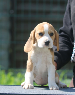Photo №2 to announcement № 2897 for the sale of beagle - buy in Belarus from nursery