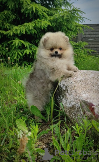 Photo №2 to announcement № 107364 for the sale of non-pedigree dogs - buy in Belarus breeder
