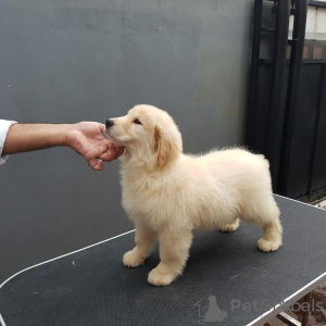 Photo №3. Healthy cute adorable and socialized Golden retriever puppies available. Germany