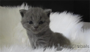 Photo №1. british shorthair - for sale in the city of Cuxhaven | 329$ | Announcement № 153589