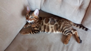 Photo №1. bengal cat - for sale in the city of Minsk | 450$ | Announcement № 5931