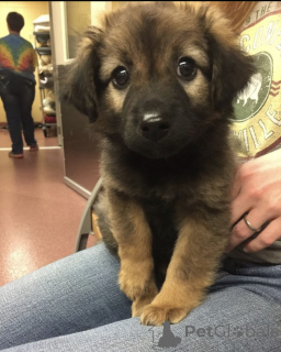 Photo №1. german shepherd - for sale in the city of Bern | negotiated | Announcement № 171007