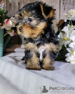 Photo №3. Purebred Mini Yorkshire puppies for sale. . Germany