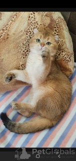 Photo №4. I will sell scottish straight in the city of Tambov. breeder - price - 101$