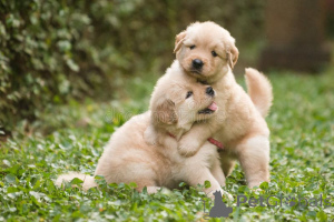 Photo №1. golden retriever - for sale in the city of Munich | negotiated | Announcement № 163585