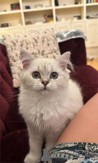 Photo №1. british longhair - for sale in the city of Affalterbach | 329$ | Announcement № 151547