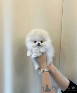 Photo №2 to announcement № 112084 for the sale of pomeranian - buy in Belarus private announcement