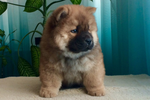Photo №1. chow chow - for sale in the city of Khmilnyk | 670$ | Announcement № 1130