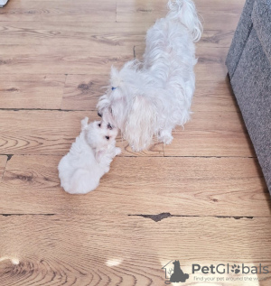 Photo №3. Lovley Maltese puppies. United States