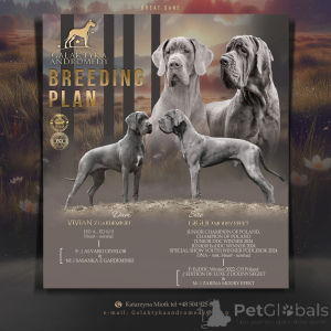 Photo №3. German blue dog. Poland