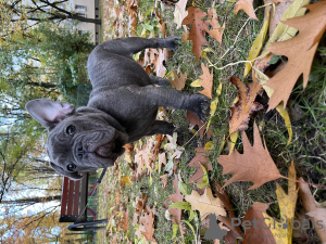 Photo №3. French bulldog puppies are active, vaccinated according to age, accustomed to. Poland