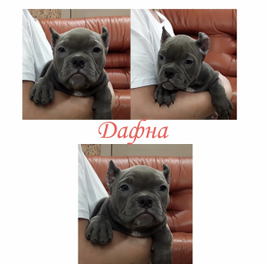 Photo №2 to announcement № 3754 for the sale of american bully - buy in Russian Federation from nursery