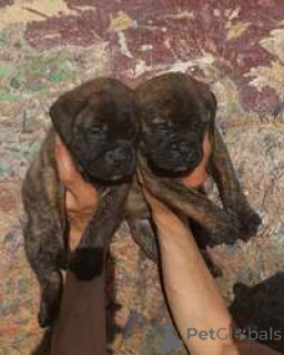 Photo №2 to announcement № 168827 for the sale of bullmastiff - buy in Australia breeder
