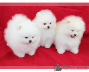 Photo №1. pomeranian - for sale in the city of Novosibirsk | 591$ | Announcement № 11968