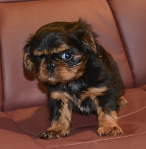 Photo №1. cavalier king charles spaniel - for sale in the city of Москва | 665$ | Announcement № 4834