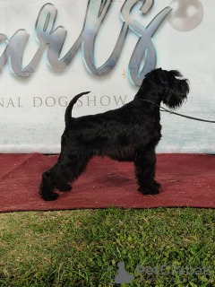 Additional photos: Miniature Schnauzer Puppies