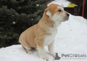 Photo №1. central asian shepherd dog - for sale in the city of Нижнее Велино | 651$ | Announcement № 41133
