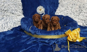 Additional photos: Mini and toy poodles