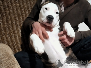 Photo №3. American Staffashier Terrier for sale. Russian Federation