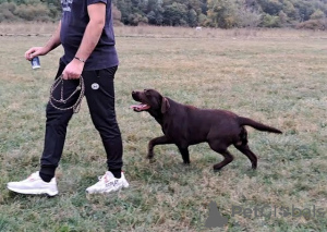 Additional photos: Labrador ready to mate