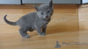 Photo №2 to announcement № 157787 for the sale of chartreux - buy in Germany from the shelter, breeder