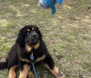 Photo №3. Tibetan Mastiff puppy. United States